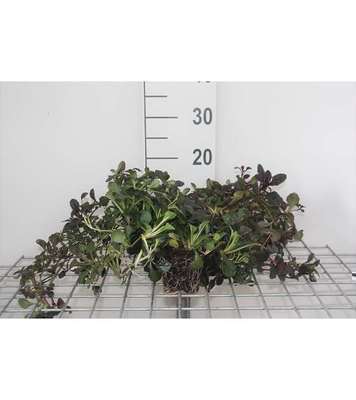 Ajuga rept. 'Atropurpurea'