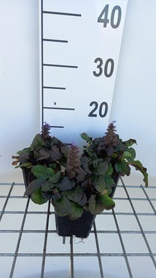 Ajuga rept. 'Braunherz'
