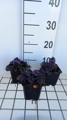 Ajuga rept. 'Black Scallop'
