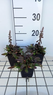 Ajuga rept. 'Chocolate Chip' (= 'valfredda')
