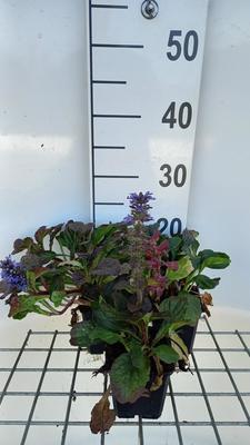 Ajuga rept. 'Catlin's Giant'