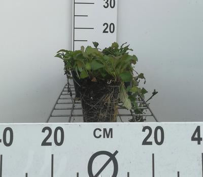 Ajuga reptans