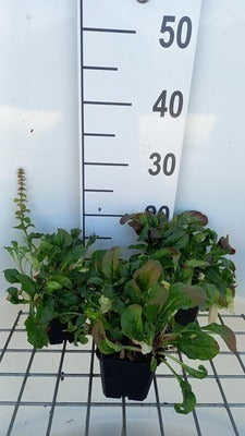 Ajuga rept. 'Rosea'