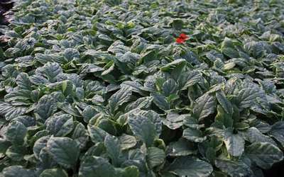 Ajuga rept. 'Variegata'