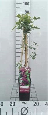 Akebia quinata