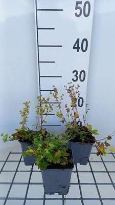 Alchemilla alpina