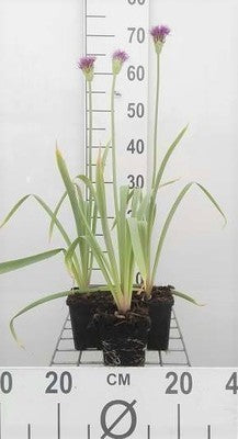 Allium afl. 'Purple Sensation'