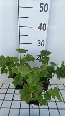 Alchemilla epipsila