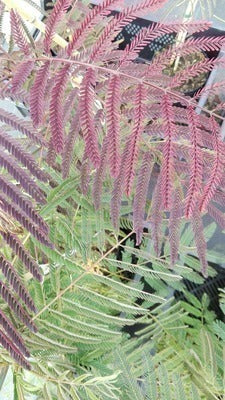 Albizia jul. 'Summer Chocolate'®