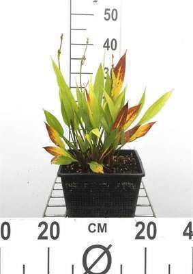 Alisma lanceolatum