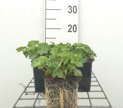 Alchemilla mollis