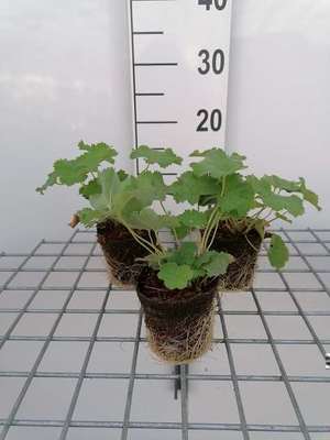 Alchemilla mollis