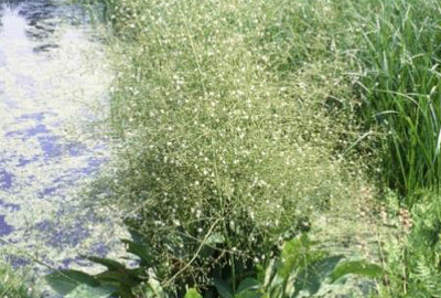 Alisma plantago-aquatica