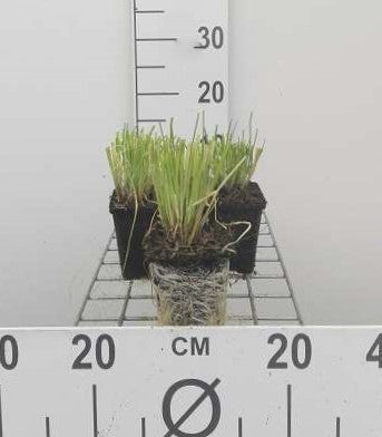 Allium schoenoprasum