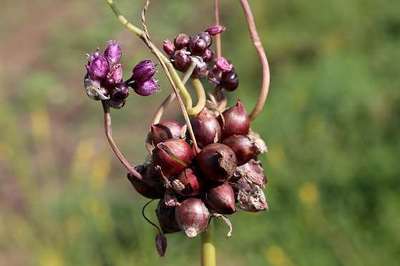 Allium scorodoprasum