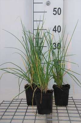 Allium sphaerocephalon