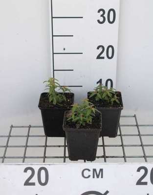 Aloysia triphylla (=lippia citriodora)