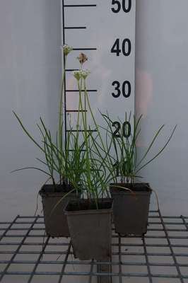 Allium tuberosum