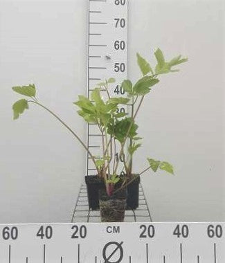 Angelica archangelica