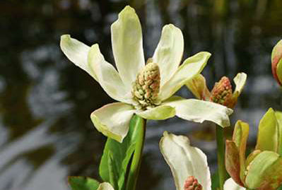 Anemopsis californica