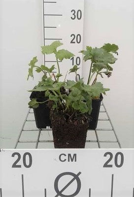 Anemone hybr. 'Honorine Jobert'