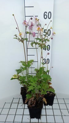 Anemone hup. 'Praecox'