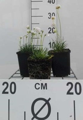 Armeria mar. 'Alba'