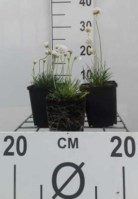 Armeria mar. 'Alba'
