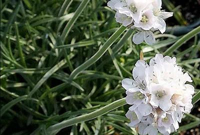 Armeria mar. 'Alba'