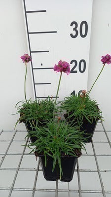 Armeria mar. 'Dusseldorfer Stolz'