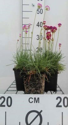 Armeria mar. 'Splendens Perfecta'