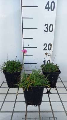 Armeria mar. 'Splendens'