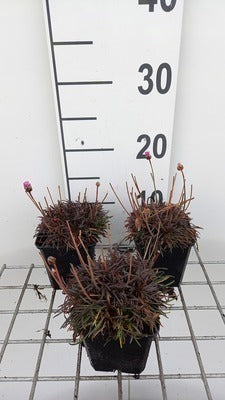 Armeria mar. 'Vesuv'