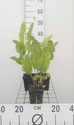 Armoracia rusticana