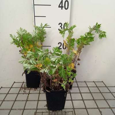 Artemisia vulgaris