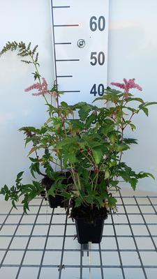 Astilbe (a) 'Bressingham Beauty'