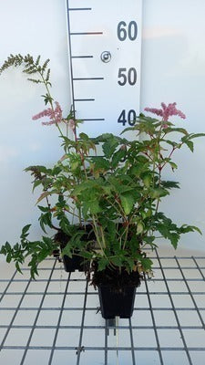 Astilbe (a) 'Bressingham Beauty'