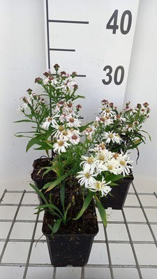 Aster dum. 'Kristina'