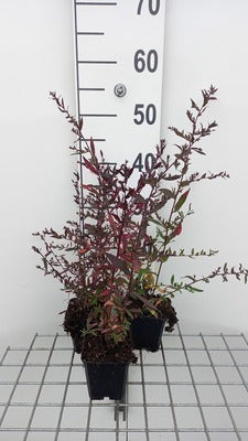 Aster lateriflorus 'Lady In Black'
