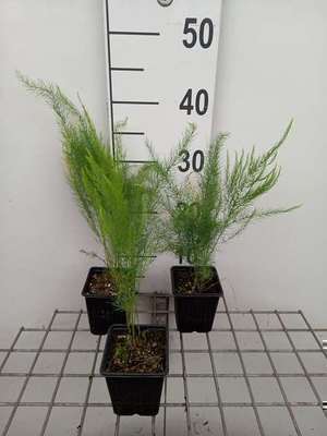 Asparagus officinalis