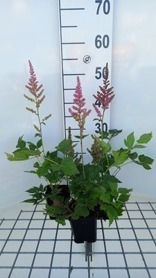 Astilbe hybr. 'Vision In Pink'®