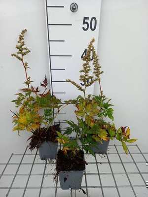 Astilbe hybr. 'Vision In White'®