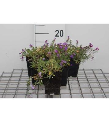 Aubrieta hybr. 'Cascade Blue'