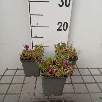 Aubrieta hybr. 'Regado Red'