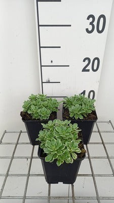 Aubrieta hybr. 'Silberrand'