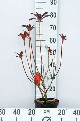 Azalea mollis rood - rouge