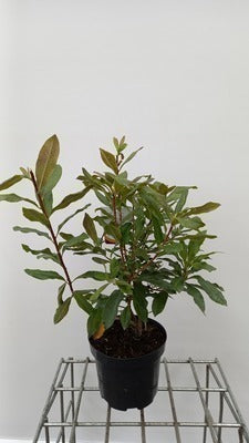 Azalea mollis wit - blanc