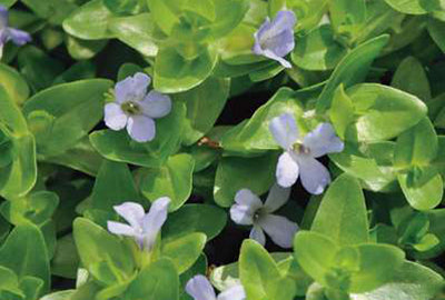 Bacopa caroliniana