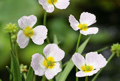 Baldellia ranunculoides
