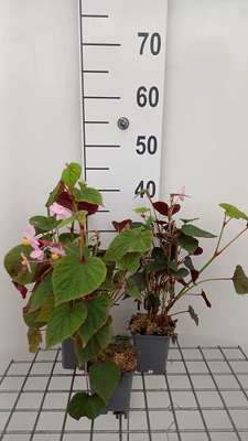 Begonia grandis 'Evansiana'